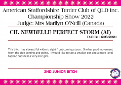 Class 4a - Ch. Newbelle Perfect Storm (AI).png